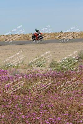 media/Mar-12-2023-SoCal Trackdays (Sun) [[d4c8249724]]/Turn 15 Inside Bloom (130pm)/